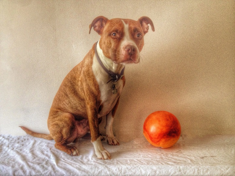 Dog with Orange Ball