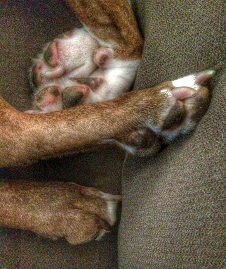 Paws at Rest